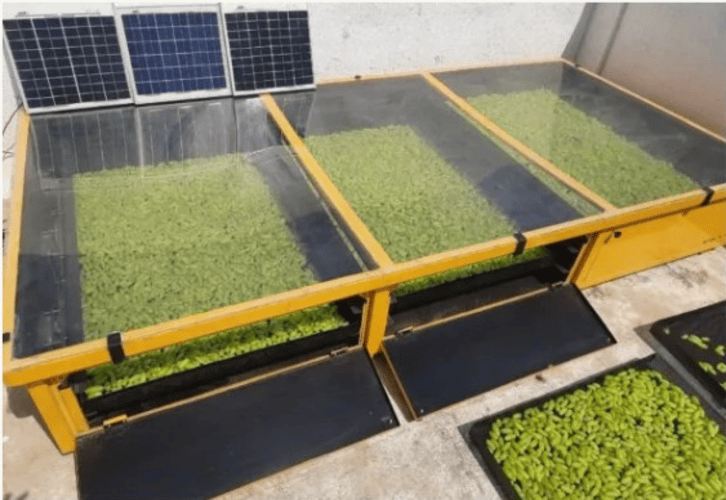 Solar Dryer - 50 Kg